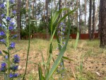 Антонія Михайловського, 10 (г. Буча, Лісова Буча) - Продається ділянка під забудову, 14000 $ за сотку - АФНУ