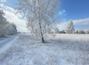 не призначена (с. Михайловка-Рубежовка, Киево-Святошинский район) - Продається сільськогосподарська ділянка, 25000 $ - АФНУ