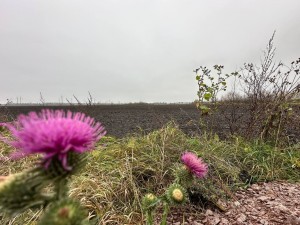 не призначена (с. Олеевка, Житомирский район) - Продається сільськогосподарська ділянка, 3500 $ - АФНУ