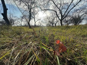 вул.Козацька, 7 (с. Микуличи, Бородянский район) - Продається ділянка під забудову, 6000 $ - АФНУ