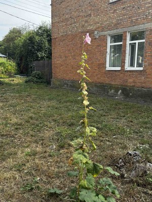 ул. Київська, 90 (г. Житомир, Королевский район) - Продається квартира, 51000 $ - АФНУ