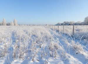 не визначена (с. Михайловка-Рубежовка, Киево-Святошинский район) - Продається сільськогосподарська ділянка, 95000 $ - АФНУ
