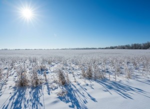 не відомо (пгт. Гостомель, г. Ирпень) - Продається сільськогосподарська ділянка, 15000 $ - АФНУ