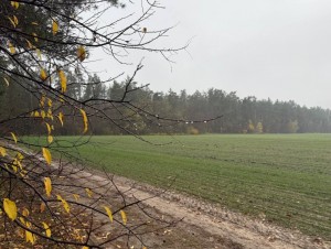 не призначена (с. Михайловка-Рубежовка, Киево-Святошинский район) - Продається сільськогосподарська ділянка, 105000 $ - АФНУ