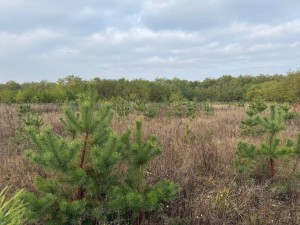 не призначена (с. Михайловка-Рубежовка, Киево-Святошинский район) - Продається сільськогосподарська ділянка, 22000 $ - АФНУ