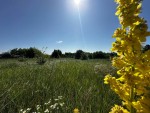 вул.Хрещата, 1-б (с. Михайловка-Рубежовка, Киево-Святошинский район) - Продається ділянка під забудову, 11000 $ - АФНУ