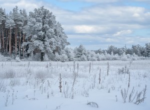 Дмитрівська сільська рада (с. Дмитровка, Киево-Святошинский район) - Продається ділянка під забудову, 13000 $ - АФНУ