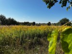 вул.Яковенка, 18 (с. Микуличи, Бородянский район) - Продається ділянка під забудову, 32000 $ - АФНУ