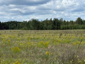 вул.Богдана Хмельницького, 38 (с. Дружня, Бородянский район) - Продається ділянка під забудову, 5000 $ - АФНУ