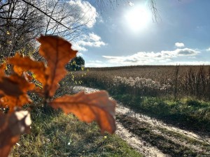 не призначена (с. Забырье, Киево-Святошинский район) - Продається сільськогосподарська ділянка, 220000 $ - АФНУ