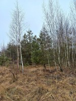 ділянка №5 (пгт. Гуйва, Житомирский район) - Продається ділянка під забудову, 3000 $ - АФНУ